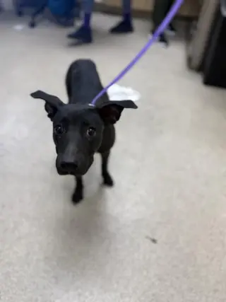 GIZMO