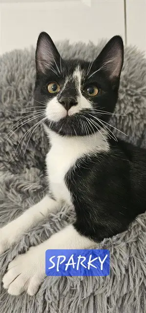 SPARKY