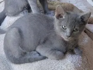 UBE