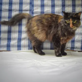 Peanut