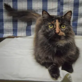 Peanut