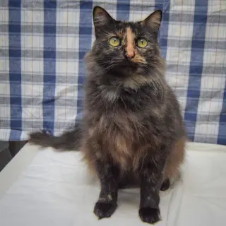 Peanut