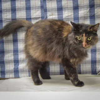 Peanut