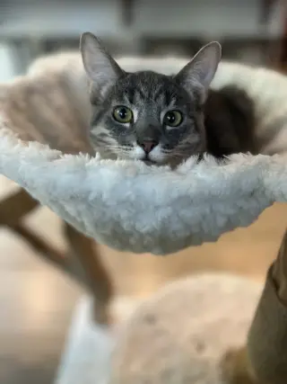 Yogi