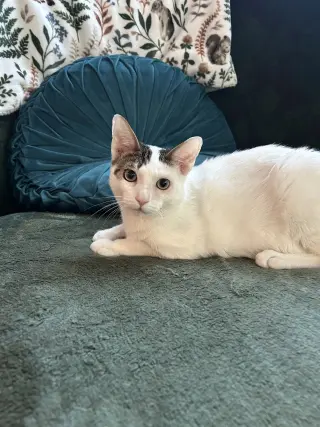 Boo Boo