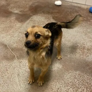 Ollie