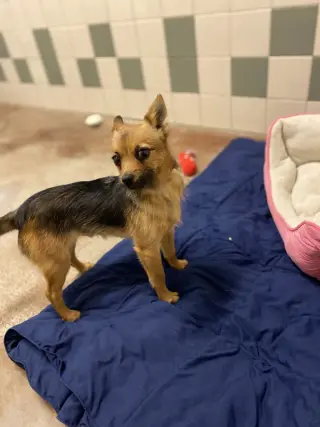 Ollie