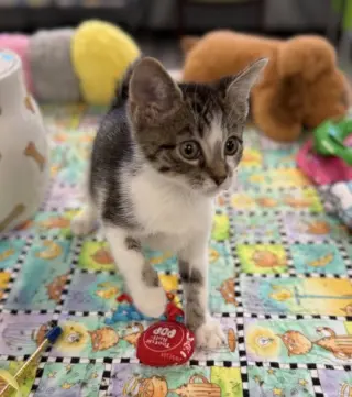 Meow Mix