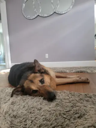 Lazlo-Courtesy post