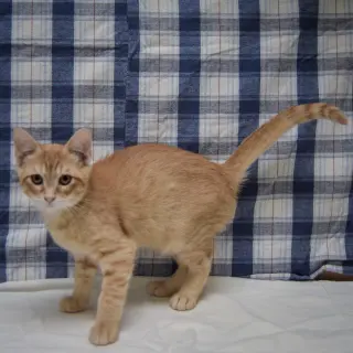 Crouton