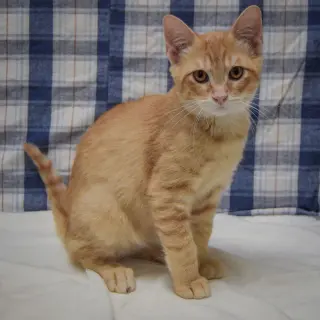Crouton