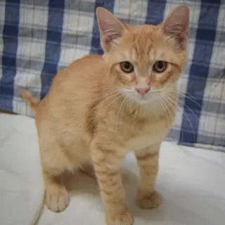 Crouton