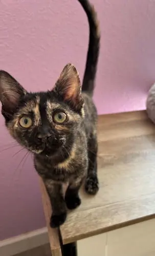 Suzie