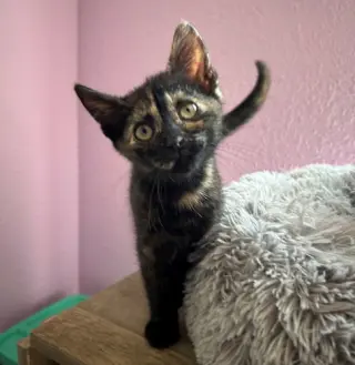 Suzie
