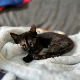 Suzie