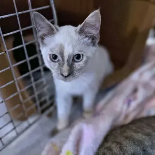 Gizmo