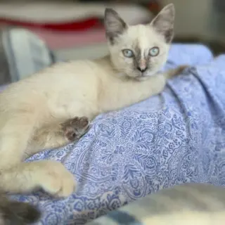 Gizmo