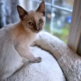 Gizmo