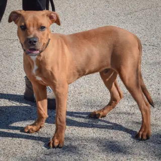 Koa