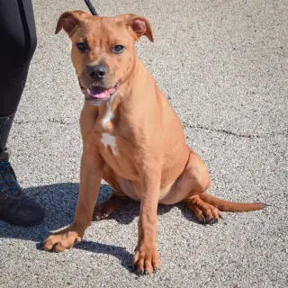 Koa