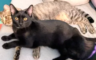 KITTEN HELIX