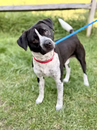 Roscoe