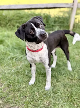 Roscoe