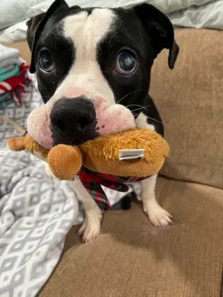 Albie