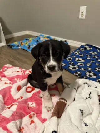 Maverick