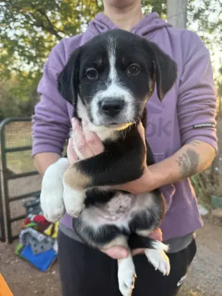 Maverick