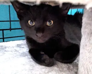 KITTEN SPIDER