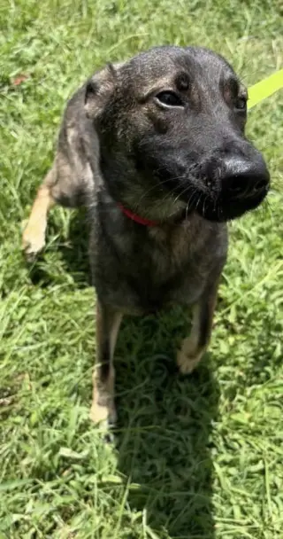 Bramble - Located in Georgia