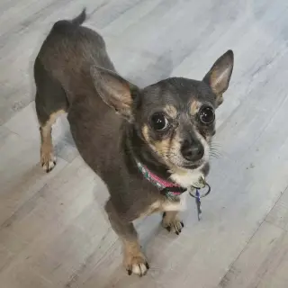Dusty Rue