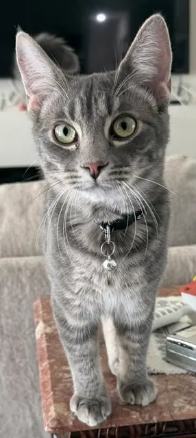 Jack