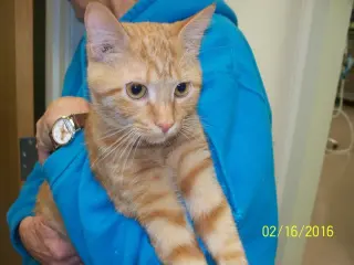 Tangelo
