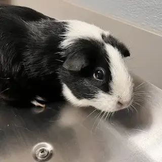 ESCOBAR