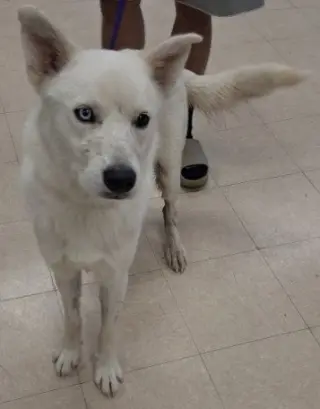 DRACO