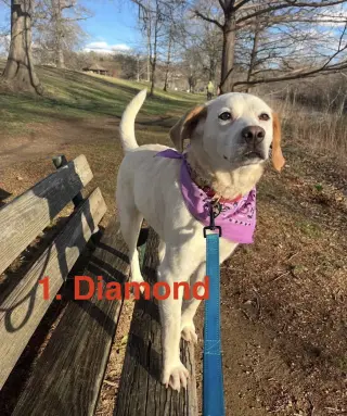 Diamond - Sponsored!