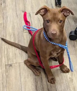 OTTO