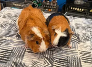 Maisy & Muffin