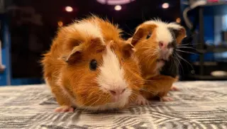 Maisy & Muffin
