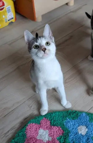 Asahi