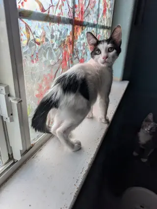 Fizz