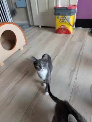 Pina