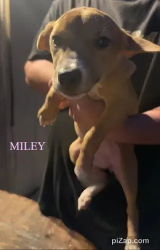 Miley (GA)