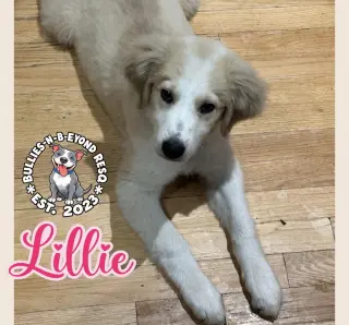 Lillie