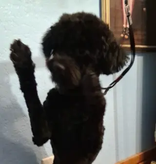 Louie