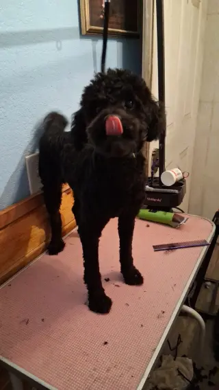 Louie