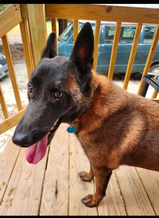 Mallory the Malinois located in South Carolina