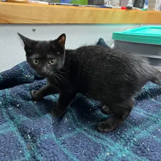 Porter